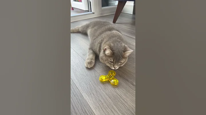 Video 8742341: britishshorthair cat cute funnycat, britishshorthair kittens funnycats, british kitten cat cute, british kitten playing, cat kitten play fun