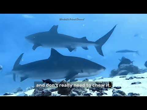Amazing Sharks: The