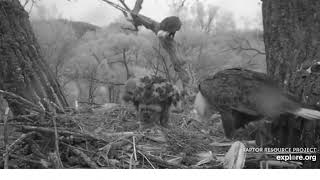 05 09 19~Decorah Eagle Cam~Mom  \&  DM- 2 Bring in fish and once again Mom wants to feed the kids!