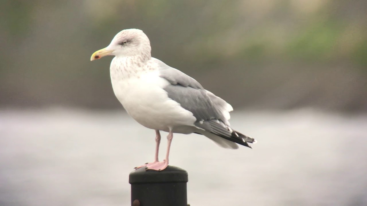 Herring Gull ssp argentatus 