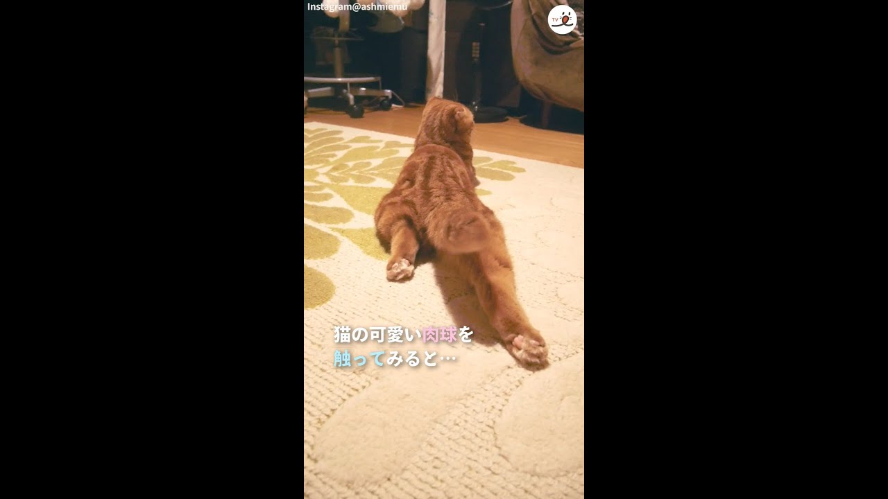 猫の肉球スイッチを触ると 可愛い姿を見せてくれた Shorts Youtube