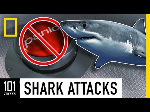 ⁣Shark Attacks 101 | National Geographic