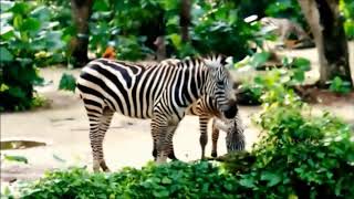 Zebras for Kids Learn all About Zebras   FreeSchool 1 online video cutter com