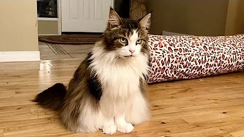 Watch the video about Beautiful and Bossy | Mainecoon Cat with Jobs 😸