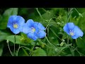 Small blue flowers of a wild plant