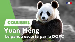 Le panda Star Yuan Meng du Zoo de Beauval escorté par la DOPC !