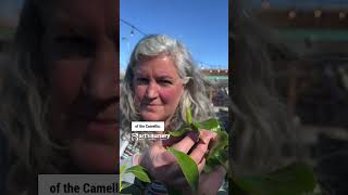 Make Tea With Camellias, Heres How