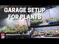 My garage setup for my plants  koray grow light