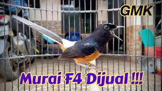 Murai Batu F4 dan Pastol APBN BNR Dijual !!!