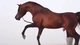 Конь 🐎 из Урус-Мартан в Арабских странах