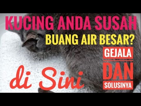 Video: Kucing Mengalami Masalah Litterbox? Jangan Salahkan Kitty Dulu