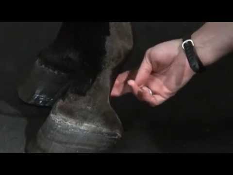 tufts university jobs Anatomy of the Fore Limb (long)