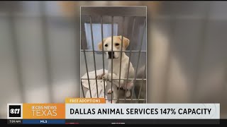 Dallas Animal Services at 147% capacity