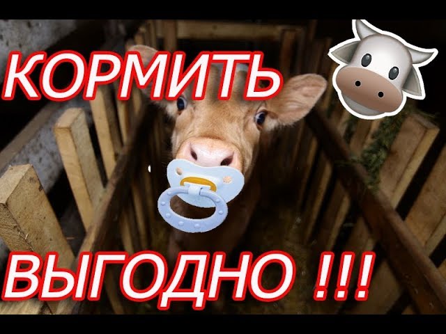 КАК правильно ВЫПАИВАТЬ ТЕЛЯТ- СОСКА, СУХОЙ КОРМ, ЗЦМ