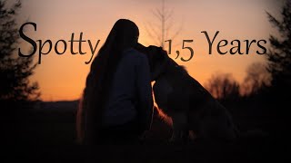 Amazing Tricks by Australian Shepherd Spotty [1,5 years] by AussieSpot 35,191 views 4 years ago 2 minutes, 4 seconds