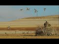 SABAH BEKİ ÖRDEK AVI. Dronla Keşif Sonuç Verdi. Limitleri Doldurduk. Duck Hunting,Охота на уток 2020