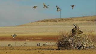 SABAH BEKİ ÖRDEK AVI. Dronla Keşif Sonuç Verdi. Limitleri Doldurduk. Duck Hunting,Охота на уток 2020