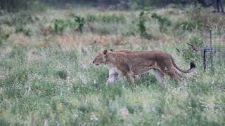 13 WET LIONS ON THE HUNT IN KRUGER