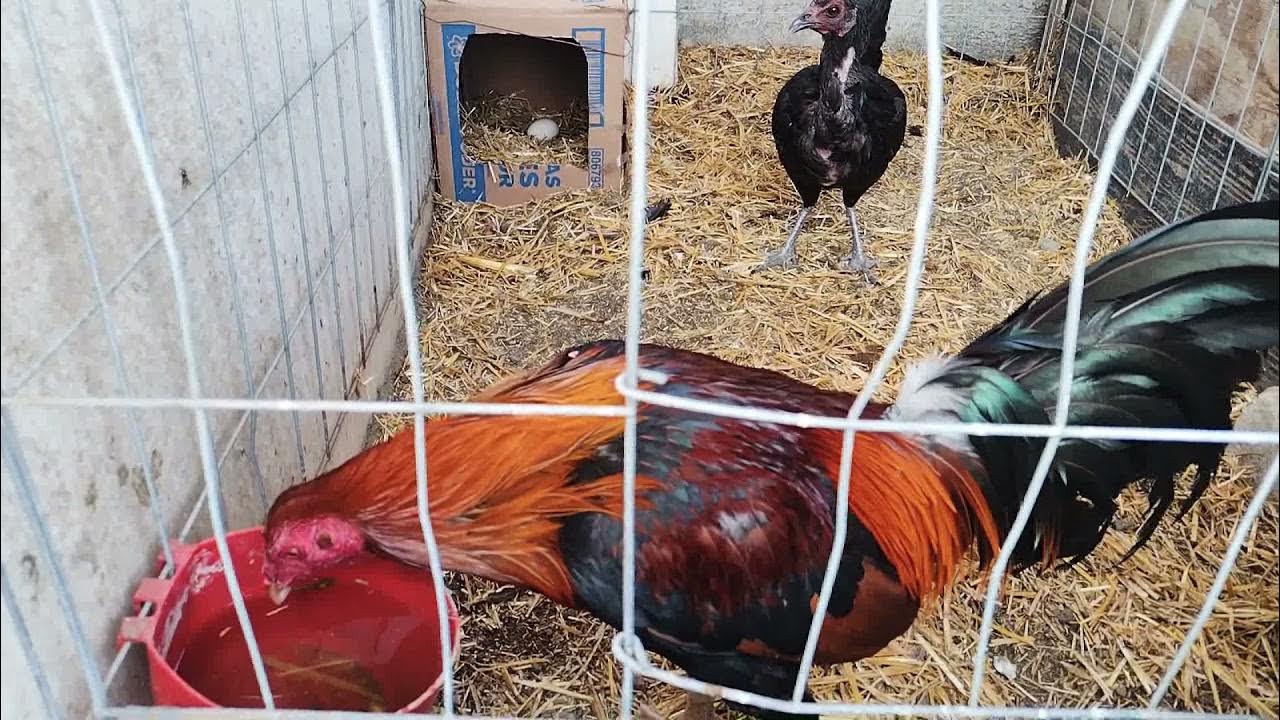 Gallo kelso/Asil con Gallina Brown Red Temporada 2021 YouTube