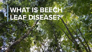 What is Beech Leaf Disease? by Penn State Extension 162 views 3 months ago 3 minutes, 55 seconds