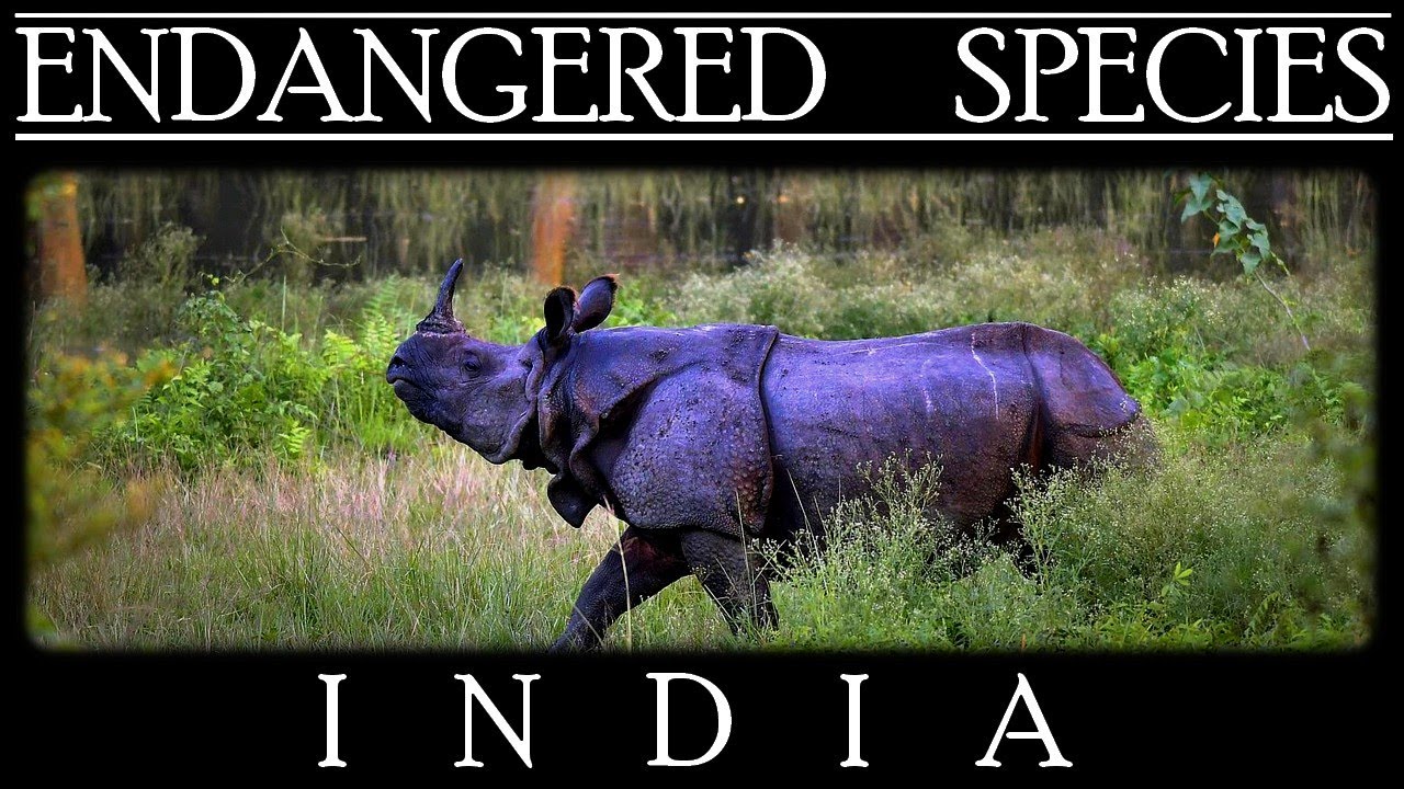 Endangered Species in India