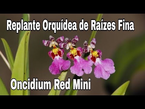 Replante Orquídea de Raízes Fina... Oncidium Red Mini - thptnganamst.edu.vn