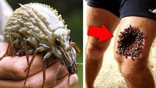 See What the World’s Most Dangerous Insect Can Do