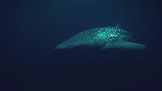 Amazing Whale Shark Encounter at Raffles Maldives Meradhoo - by Bastien Soleil