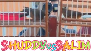 Shuddy Vs Salim Towa Towa Brown Bird Race At Sheriff Street Bird Ground 2022 Winner Is Shuddy