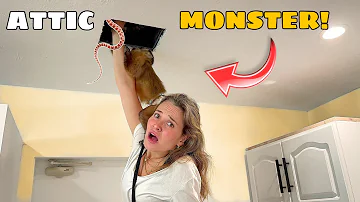 WE PULLED OUT THE ATTIC MONSTER! WHAT WAS IT?!