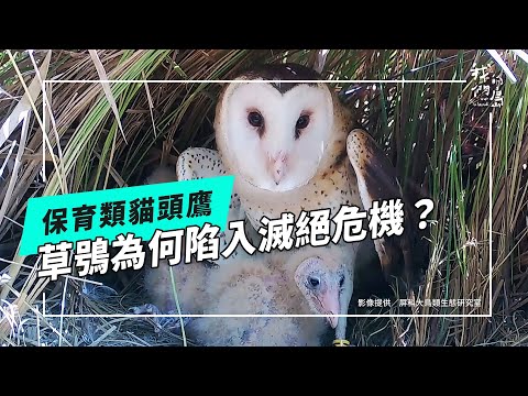 【住草叢的貓頭鷹】系列一:草鴞的日常與危機 (公視我們的島 第1308集 2025-05-26) 【住草叢的貓頭鷹】系列一:草鴞的日常與危機 (公視我們的島 第1308集 2025-05-26)