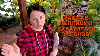 Как я спасаю рассаду огурцов. На что мы заработали с продажи огурцов в первый месяц?