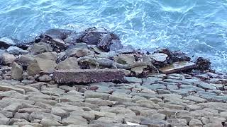 An ocean lizard takes a meal in the waters at Mombasa port in Kenya