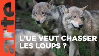 Pourquoi l'UE fait la chasse au loup ? | ARTE