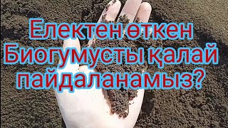 Електен өткен Биогумусты қалай пайдаланамыз#биогумус#шылаушын