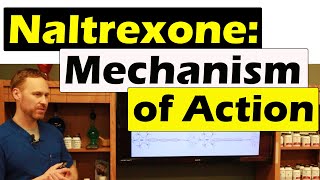 How Naltrexone Works In The Body Updated 2022