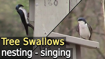 Tree Swallows at nest boxes and singing