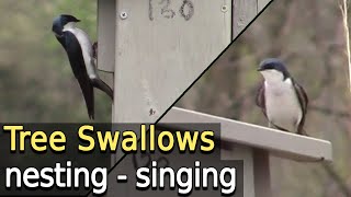 Tree Swallows at nest boxes and singing