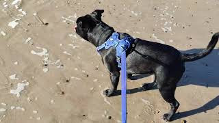 Odin Visits the Beach! by Odin the Staffordshire Bull terrier 448 views 3 years ago 2 minutes, 53 seconds