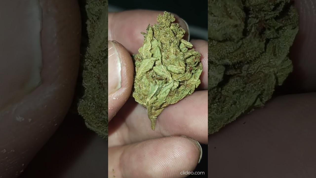 GrowPro OG Kush 3.5G