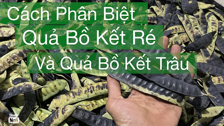 Quả bồ kết là quả gì