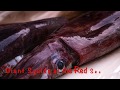 Giant Squid Catch Deep Drop