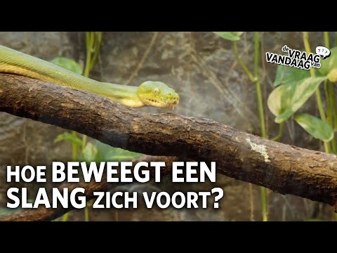 Video: Hoe De Slang Beweegt