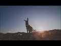 Donkey Ringtone Android Animal Ringtones Donkey Ringtone Android Animal Ringtones