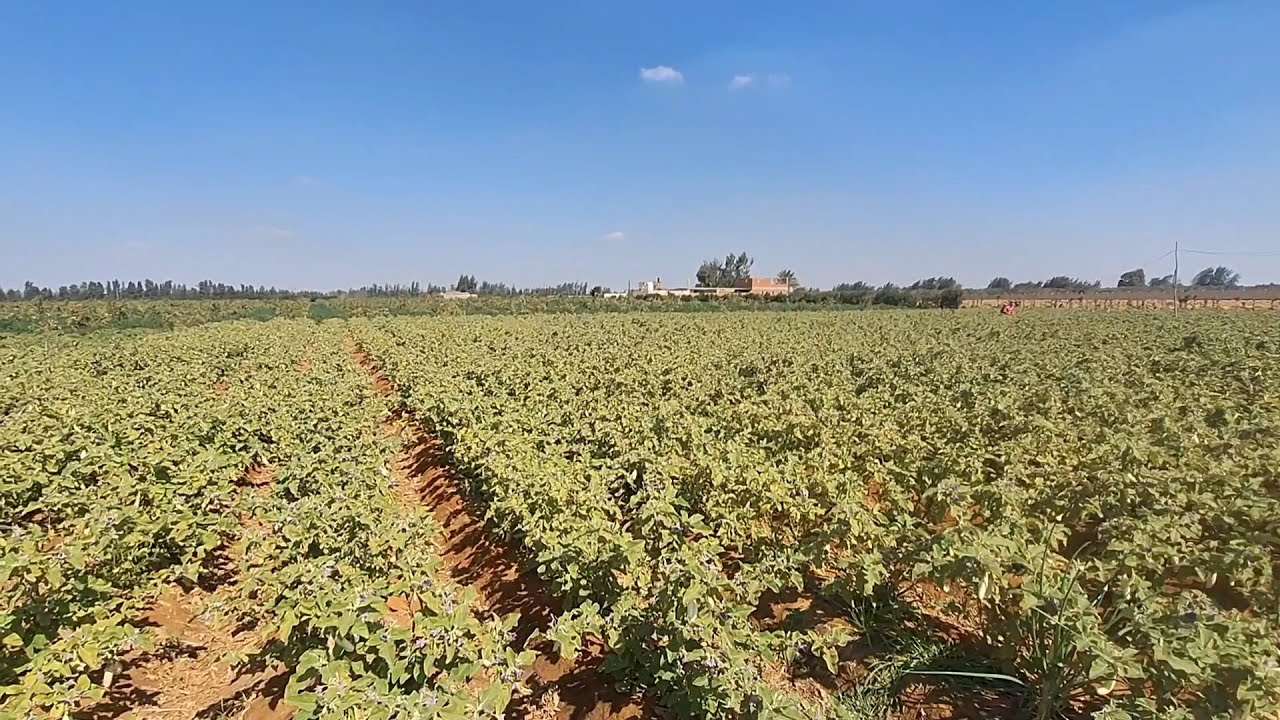 مزرعة محترمة جدا 10 فدان اول ابو غالب اول طريق مصر اسكندرية الصحراوي
