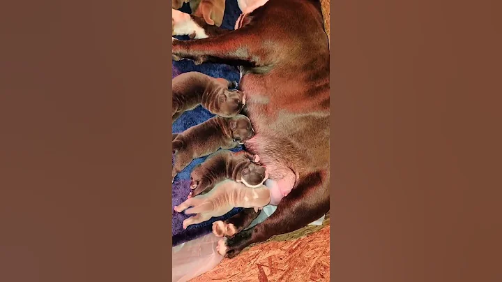 puppies are here! #americanbully #pets #puppy  #tiktok #trending #trendingshorts #puppies #abkcbully