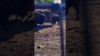 Byson #Buffalo#bill#ranch