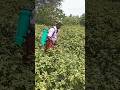 Contact No : 9994551626 •|| NanoUrea #NanoDAP spraying in Brinjal