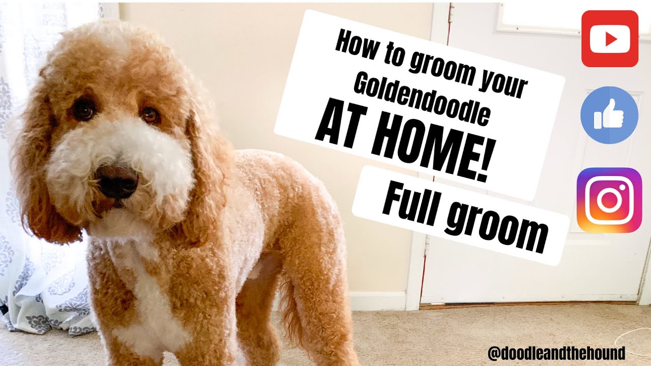 how often should a goldendoodle be groomed