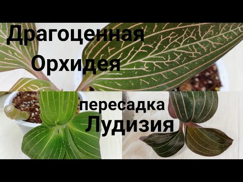 Video: Ludisia орхидеясына кам көрүү - асыл орхидеяларды өстүрүү боюнча кеңештер